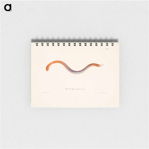 Hagfish - ヴィルヘルム フォン ライト Memo.