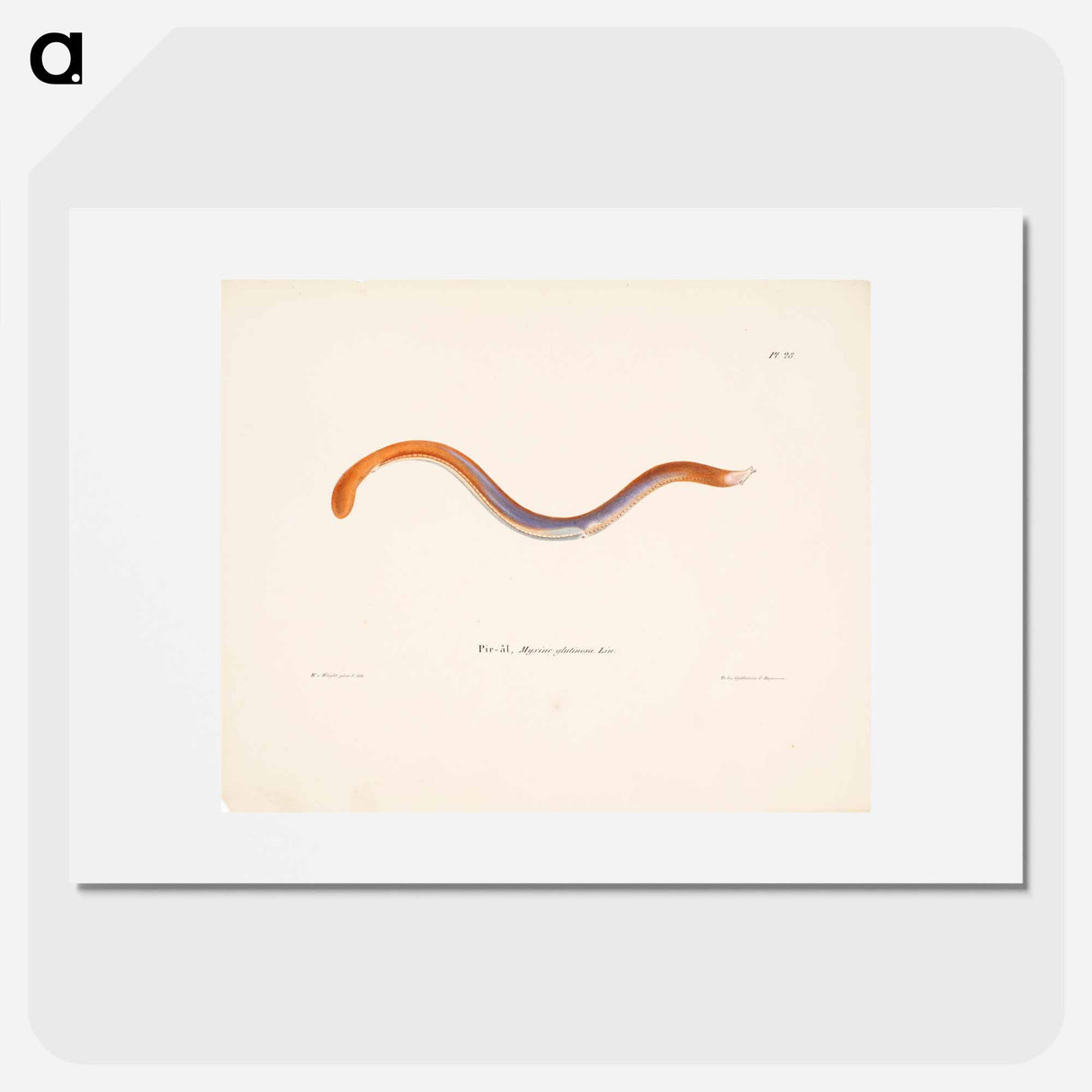 Hagfish - Wilhelm von Wright Poster.