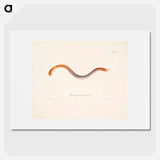 Hagfish - Wilhelm von Wright Poster.