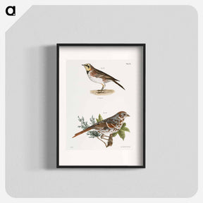 アートポスター-Horned Lark (Alauda cornuta) 166. Fox-colored Sparrow (Fringilla iliaca) illustration from Zoology of New York by - ニューヨークの動物学 Poster.
