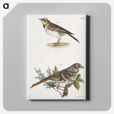 1-85_Zoology-of-New-York_canvas