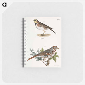 アートメモ帳-Horned Lark (Alauda cornuta) 166. Fox-colored Sparrow (Fringilla iliaca) illustration from Zoology of New York by - ニューヨークの動物学 Memo.