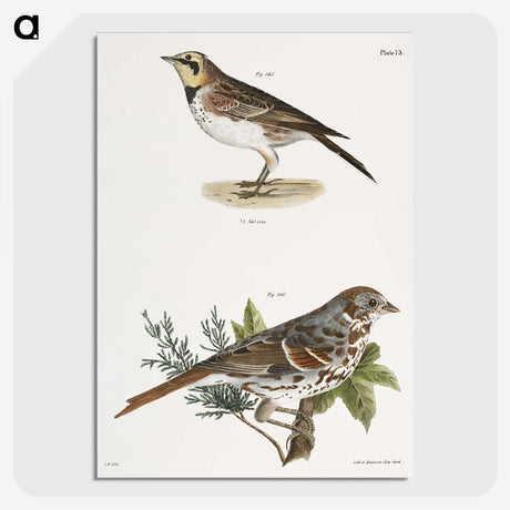 1-85_Zoology-of-New-York_picture-crop