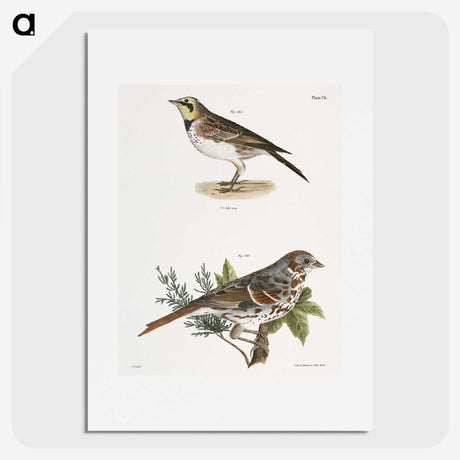 1-85_Zoology-of-New-York_picture
