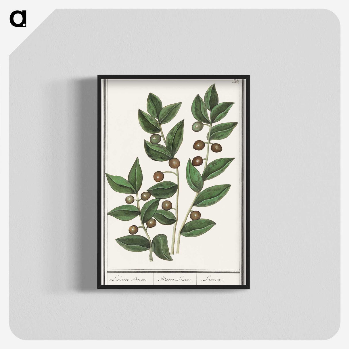 1-86_Anselmus-Boetius-de-Boodt_blk-crop
