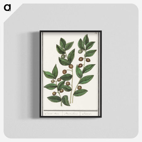 1-86_Anselmus-Boetius-de-Boodt_blk-crop