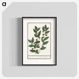 1-86_Anselmus-Boetius-de-Boodt_blk