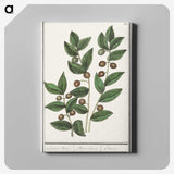 1-86_Anselmus-Boetius-de-Boodt_canvas