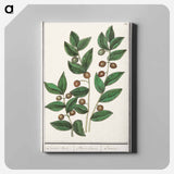 Olive - アンセルムス ボエティウス デ ブート Canvas.
