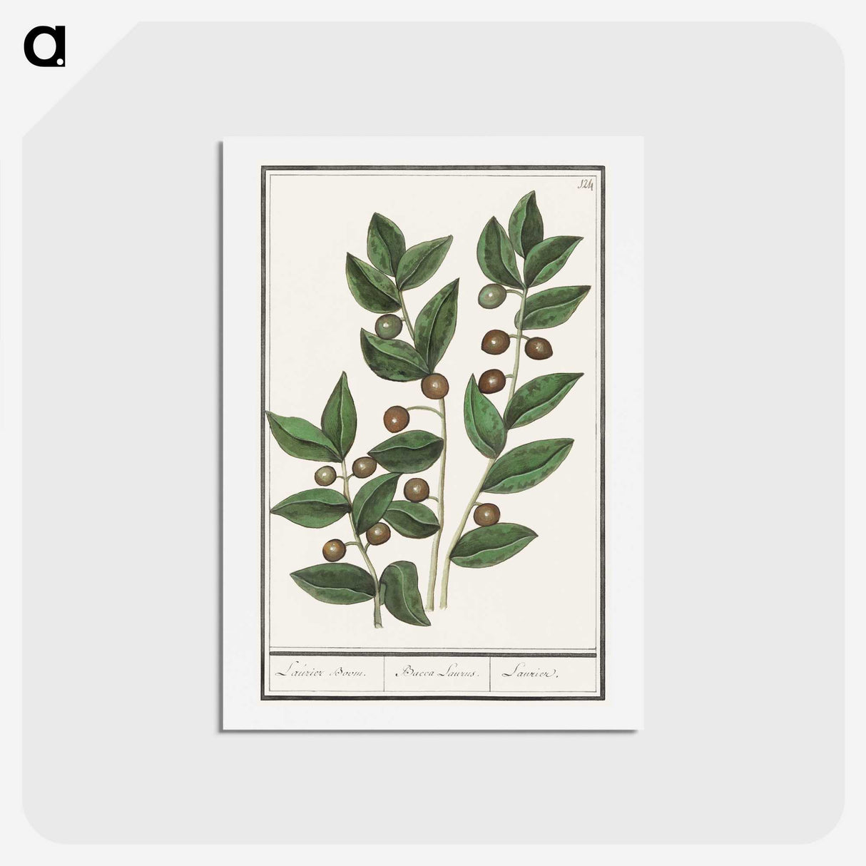 1-86_Anselmus-Boetius-de-Boodt_hagaki