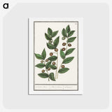 1-86_Anselmus-Boetius-de-Boodt_hagaki