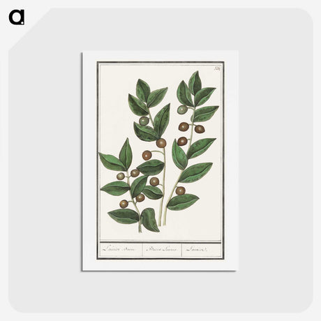 1-86_Anselmus-Boetius-de-Boodt_hagaki