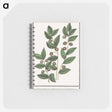 1-86_Anselmus-Boetius-de-Boodt_memo