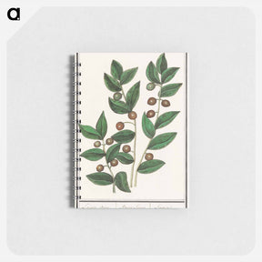 アートメモ帳-Olive - アンセルムス ボエティウス デ ブート Memo.