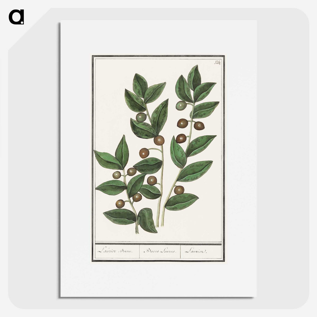 1-86_Anselmus-Boetius-de-Boodt_picture