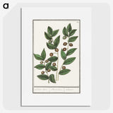 1-86_Anselmus-Boetius-de-Boodt_picture