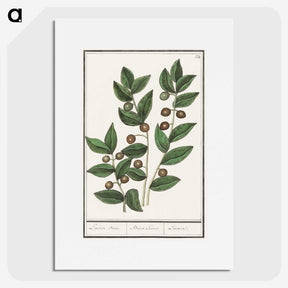 1-86_Anselmus-Boetius-de-Boodt_picture