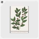 1-86_Anselmus-Boetius-de-Boodt_postcard