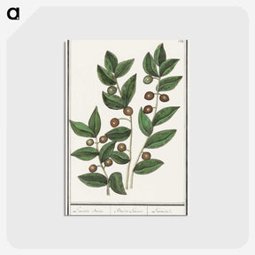 1-86_Anselmus-Boetius-de-Boodt_postcard