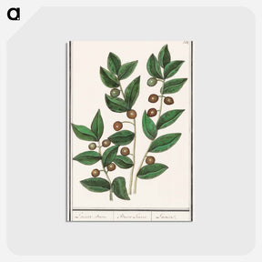 アートポストカード-Olive - アンセルムス ボエティウス デ ブート Postcard.