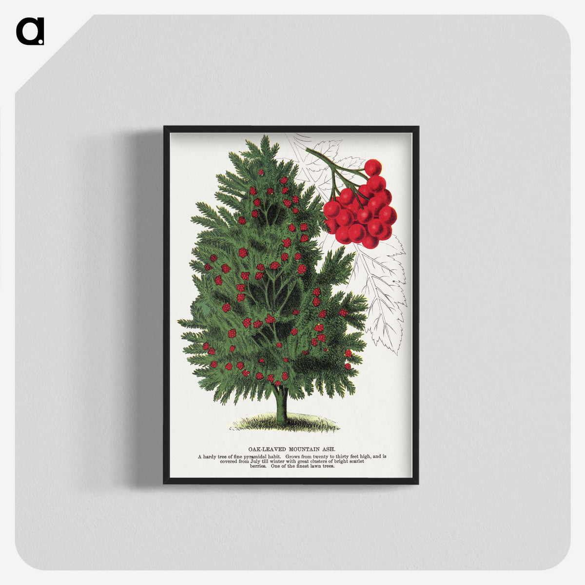 1-86_Botanical-Specimen-Plates_blk-crop