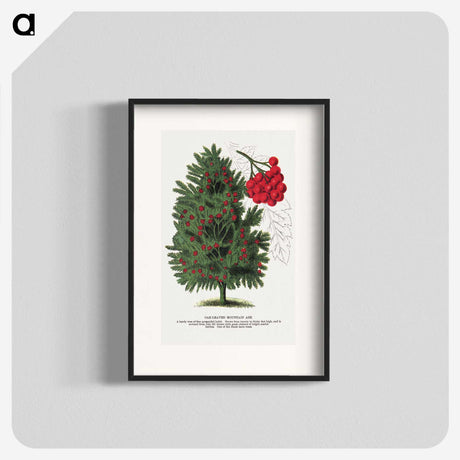 1-86_Botanical-Specimen-Plates_blk