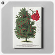 1-86_Botanical-Specimen-Plates_canvas