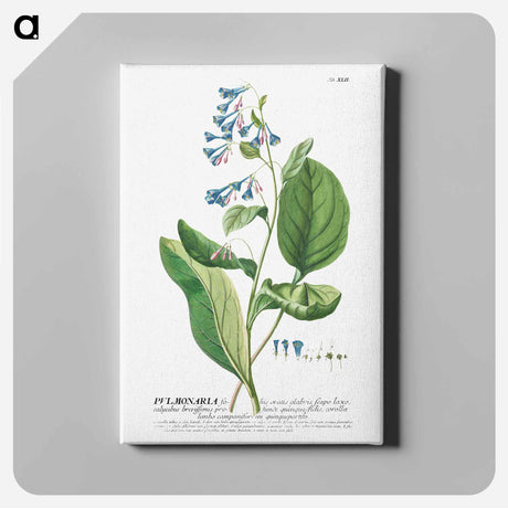 アートパネル-Plantae Selectae: Pulmonaria or Lungworts
 - クリーブランド美術館 Canvas.