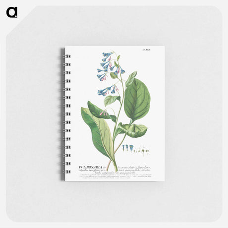 アートメモ帳-Plantae Selectae: Pulmonaria or Lungworts
 - クリーブランド美術館 Memo.