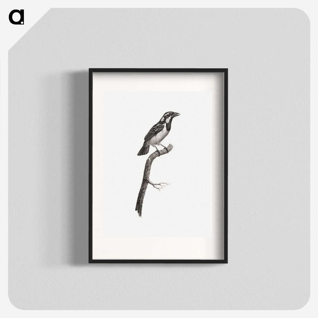 1-86_Des-Oiseaux-de-Paradis_blk
