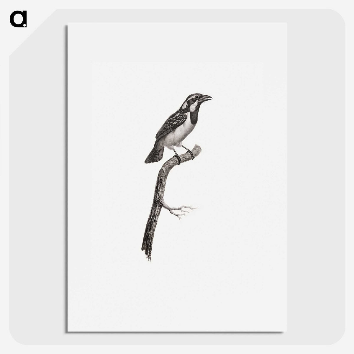 1-86_Des-Oiseaux-de-Paradis_picture