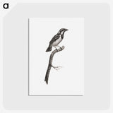 1-86_Des-Oiseaux-de-Paradis_postcard