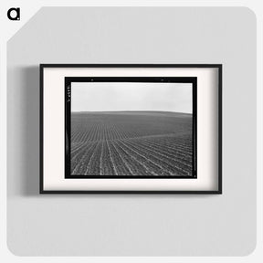 アートポスター-Pea Fields - ドロテア ラング Poster.