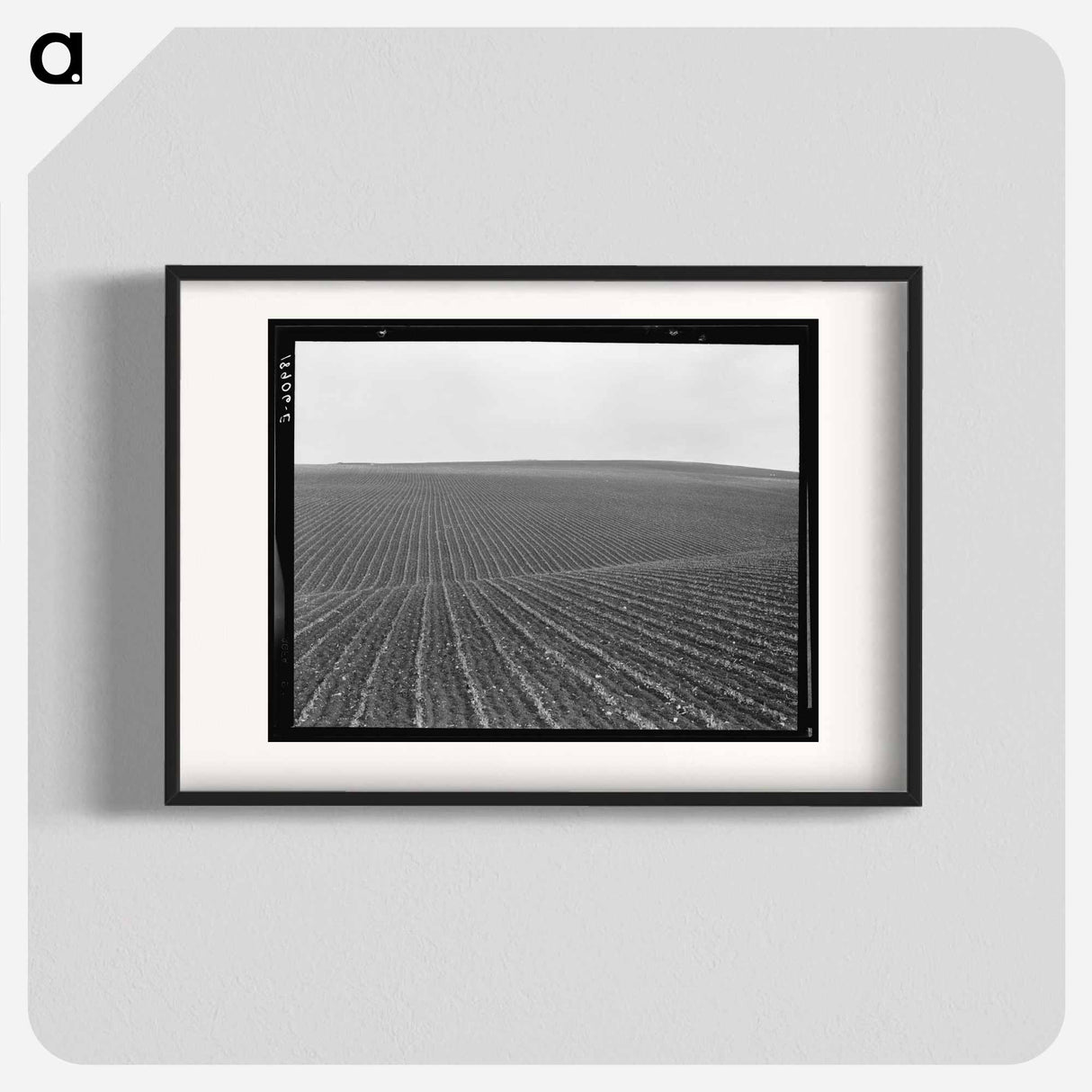 Pea Fields - Dorothea Lange Poster.