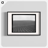 Pea Fields - Dorothea Lange Poster.