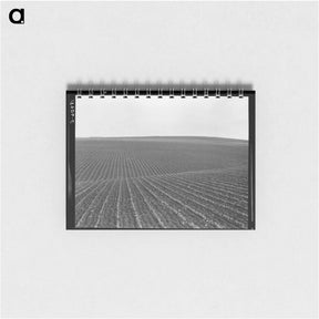 アートメモ帳-Pea Fields - ドロテア ラング Memo.