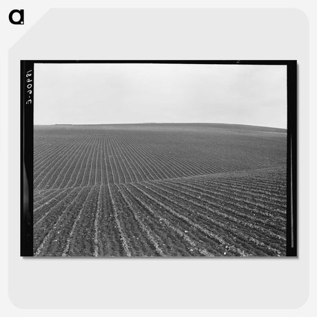 1-86_Dorothea-Lange_picture-crop