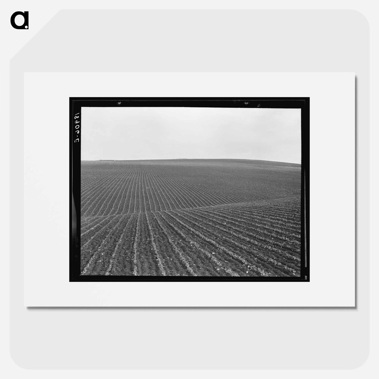 Pea Fields - Dorothea Lange Poster.