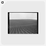 1-86_Dorothea-Lange_postcard