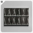 1-86_Eadweard-Muybridge_canvas
