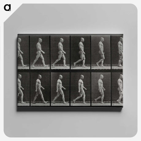 1-86_Eadweard-Muybridge_canvas