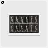 アートポストカード-Man Walking
 - エドワード マイブリッジ Postcard.