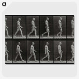 1-86_Eadweard-Muybridge_picture-crop