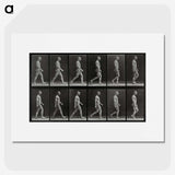 1-86_Eadweard-Muybridge_picture