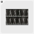 1-86_Eadweard-Muybridge_postcard