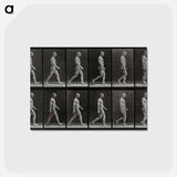 アートポストカード-Man Walking
 - エドワード マイブリッジ Postcard.