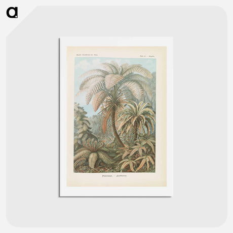 アートポストカード-Tropical forest illustration - エルンスト ヘッケル Postcard.