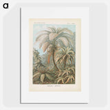 Tropical forest illustration - エルンスト ヘッケル Poster.
