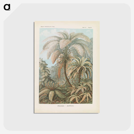 アートポストカード-Tropical forest illustration - エルンスト ヘッケル Postcard.