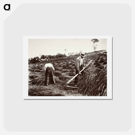 アートポストカード-Faucheurs, Somme
 - ウジェーヌ アジェ Postcard.